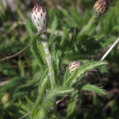 Leptorhynchos squamatus (Scaly Buttons) at Weetangera, ACT - 25 Sep 2022 by pinnaCLE