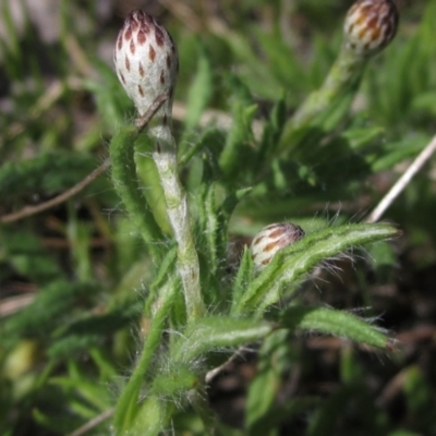 Leptorhynchos squamatus (Scaly Buttons) at Weetangera, ACT - 25 Sep 2022 by pinnaCLE