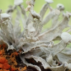 Ramalina sp. (Ramalina sp.) at Murrumbateman, NSW - 25 Sep 2022 by SimoneC