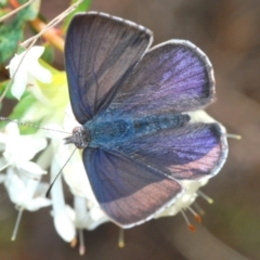 Erina hyacinthina (Varied Dusky-blue) at QPRC LGA - 25 Sep 2022 by Harrisi