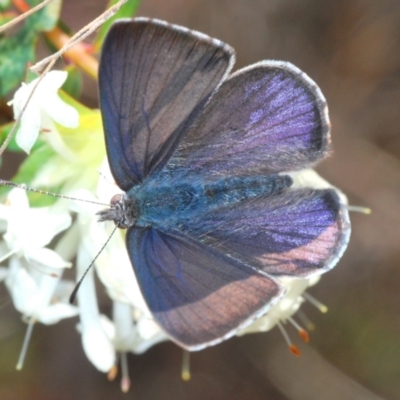 Erina hyacinthina (Varied Dusky-blue) at Queanbeyan West, NSW - 25 Sep 2022 by Harrisi