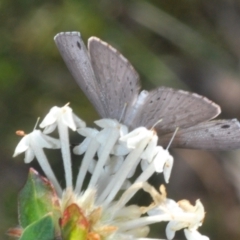 Erina hyacinthina at Queanbeyan West, NSW - 25 Sep 2022