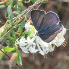 Erina hyacinthina at Queanbeyan West, NSW - 25 Sep 2022