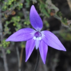 Glossodia major (Wax Lip Orchid) at Jerrabomberra, NSW - 25 Sep 2022 by Harrisi