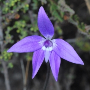 Glossodia major at Jerrabomberra, NSW - suppressed