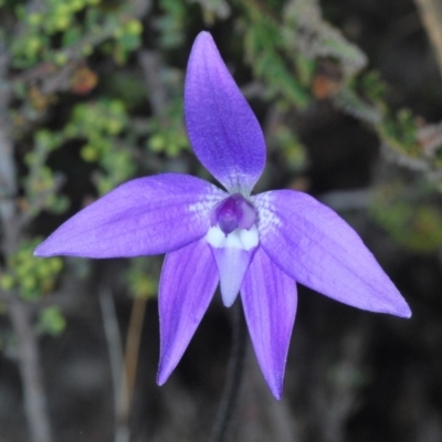 Glossodia major (Wax Lip Orchid) at Mount Jerrabomberra - 25 Sep 2022 by Harrisi