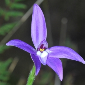 Glossodia major at Jerrabomberra, NSW - suppressed