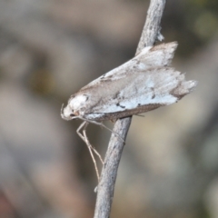 Philobota stella (A concealer moth) at Jerrabomberra, NSW - 25 Sep 2022 by Harrisi