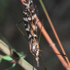 Ischnotoma (Ischnotoma) eburnea (A Crane Fly) at Mount Jerrabomberra QP - 25 Sep 2022 by Harrisi