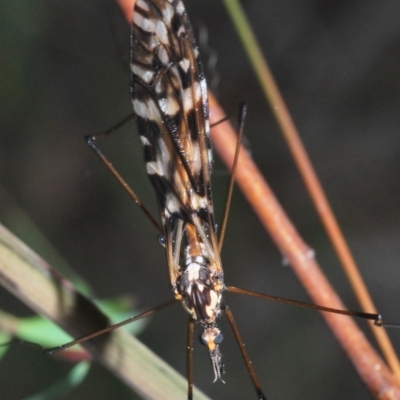 Ischnotoma (Ischnotoma) eburnea (A Crane Fly) at Jerrabomberra, NSW - 25 Sep 2022 by Harrisi