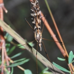 Ischnotoma (Ischnotoma) eburnea at Jerrabomberra, NSW - 25 Sep 2022