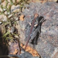 Tetrigidae (family) (Pygmy grasshopper) at Mount Jerrabomberra QP - 25 Sep 2022 by Harrisi