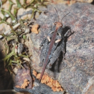 Tetrigidae (family) at Jerrabomberra, NSW - 25 Sep 2022