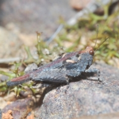 Tetrigidae (family) at Jerrabomberra, NSW - 25 Sep 2022