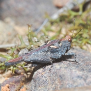 Tetrigidae (family) at Jerrabomberra, NSW - 25 Sep 2022