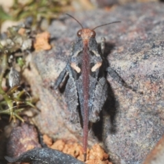 Tetrigidae (family) at Jerrabomberra, NSW - 25 Sep 2022