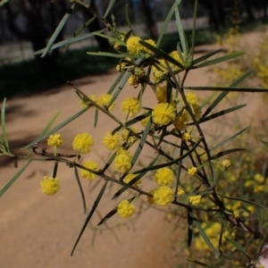 Acacia montana at Koorawatha, NSW - 25 Sep 2022