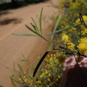 Acacia montana at Koorawatha, NSW - 25 Sep 2022