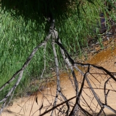 Acacia montana at Koorawatha, NSW - 25 Sep 2022