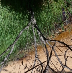 Acacia montana at Koorawatha, NSW - 25 Sep 2022 12:40 PM