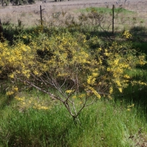 Acacia montana at Koorawatha, NSW - 25 Sep 2022