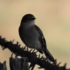 Petroica phoenicea (Flame Robin) at Top Hut TSR - 25 Sep 2022 by AndyRoo