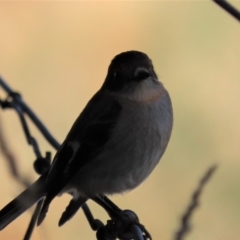 Petroica phoenicea at Dry Plain, NSW - 25 Sep 2022