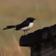 Rhipidura leucophrys (Willie Wagtail) at Top Hut TSR - 25 Sep 2022 by AndyRoo