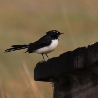 Rhipidura leucophrys (Willie Wagtail) at Top Hut TSR - 25 Sep 2022 by AndyRoo