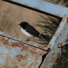Rhipidura leucophrys (Willie Wagtail) at Dry Plain, NSW - 9 Aug 2022 by AndyRoo