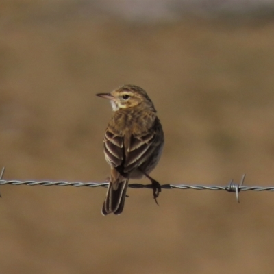 Anthus australis (Australian Pipit) at Top Hut TSR - 9 Aug 2022 by AndyRoo