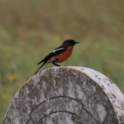 Petroica phoenicea (Flame Robin) at Adaminaby, NSW - 5 Dec 2020 by AndyRoo