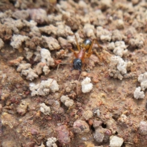 Camponotus consobrinus at Hall, ACT - 18 Sep 2022 02:08 PM