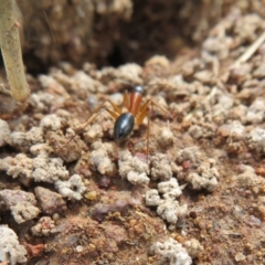 Camponotus consobrinus at Hall, ACT - 18 Sep 2022 02:08 PM