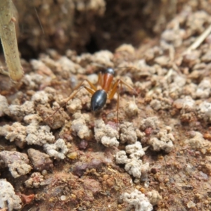Camponotus consobrinus at Hall, ACT - 18 Sep 2022