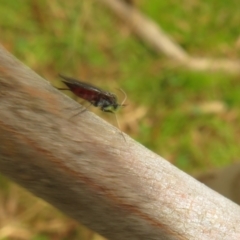 Unidentified Crane fly, midge, mosquito or gnat (several families) at Hall, ACT - 18 Sep 2022 by Christine