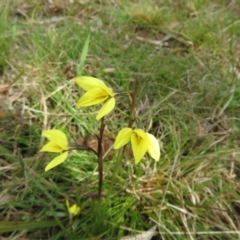 Diuris chryseopsis (Golden Moth) at Hall, ACT - 18 Sep 2022 by Christine