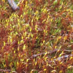 Rosulabryum sp. (A moss) at Molonglo Valley, ACT - 1 Oct 2022 by sangio7