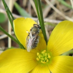 Lasioglossum (Chilalictus) cognatum (sweat bee) at Hall, ACT - 18 Sep 2022 by Christine