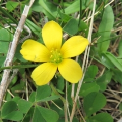 Oxalis sp. (Wood Sorrel) at Hall, ACT - 18 Sep 2022 by Christine