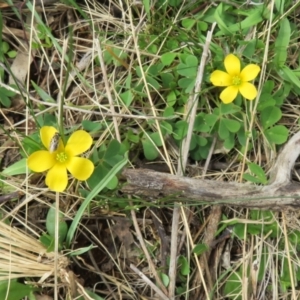 Oxalis sp. at Hall, ACT - 18 Sep 2022