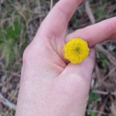 Craspedia sp. (Billy Buttons) at QPRC LGA - 26 Sep 2022 by clarehoneydove