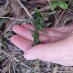 Craspedia sp. at Bungendore, NSW - 26 Sep 2022