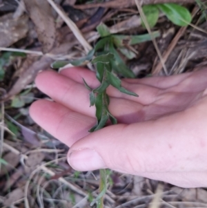 Craspedia sp. at Bungendore, NSW - 26 Sep 2022