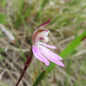 Caladenia fuscata at Hall, ACT - suppressed