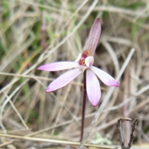 Caladenia fuscata at Hall, ACT - suppressed