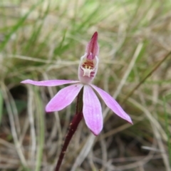 Caladenia fuscata at Hall, ACT - suppressed