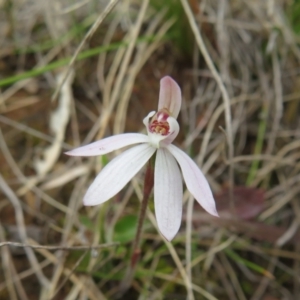 Caladenia fuscata at Hall, ACT - 18 Sep 2022