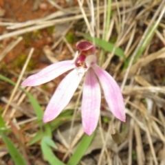 Caladenia fuscata at Hall, ACT - 18 Sep 2022