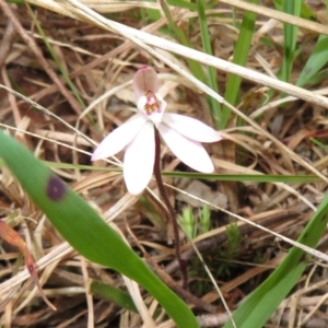 Caladenia fuscata at Hall, ACT - 18 Sep 2022